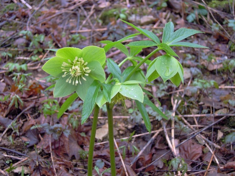 Helleborus viridis (Ranunculaceae)